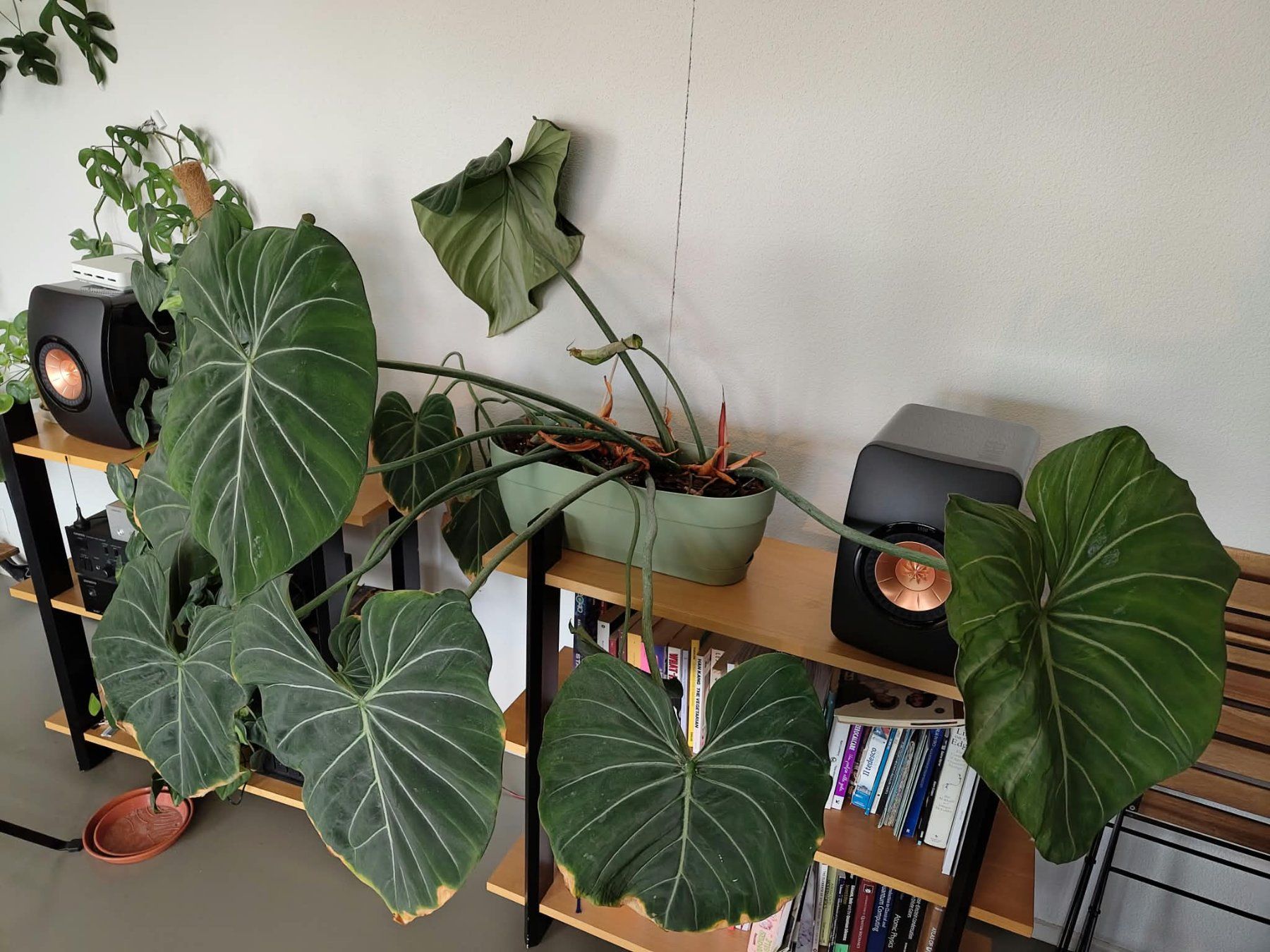 Pflanzen & Samen: Philodendron gloriosum – Gebraucht aus Zürich von cla_hz6t 1