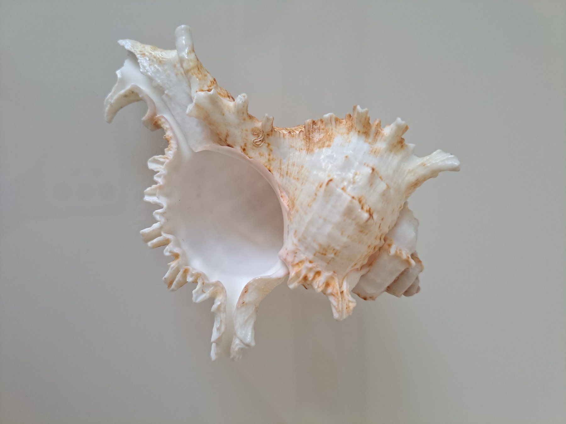 Tutte le decorazioni: Zwei sehr schöne Muscheln – Usato da Büren SO venduto da kim_yc8x 3
