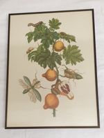 Gravur P. Sluyter Sculp nach Maria Sibylla Merian