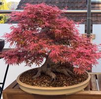 Acer palmatum benichidori Bonsai