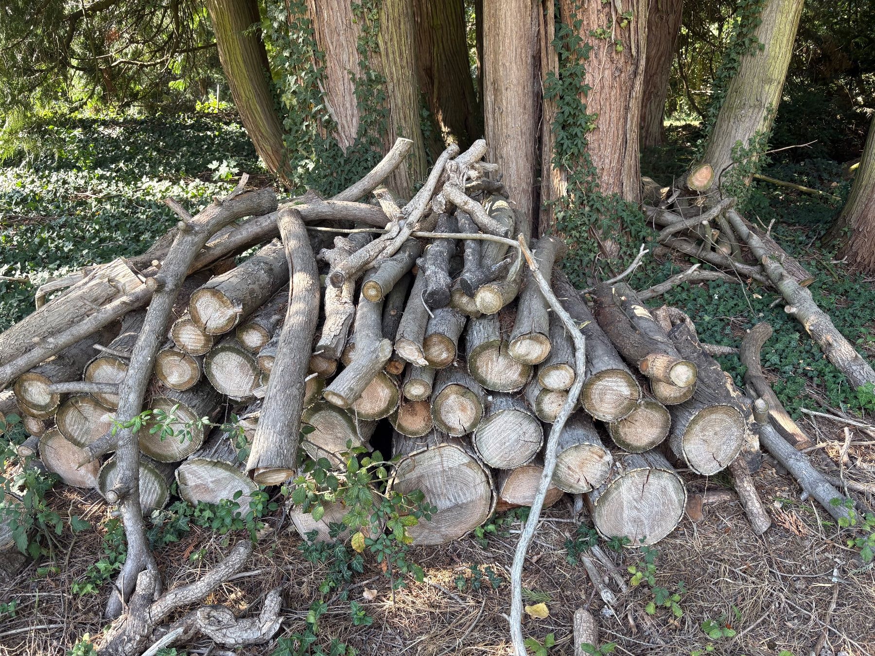 Holzartikel: 1 a 2 qm3 a donner – Gebraucht aus Signy von sebastian059