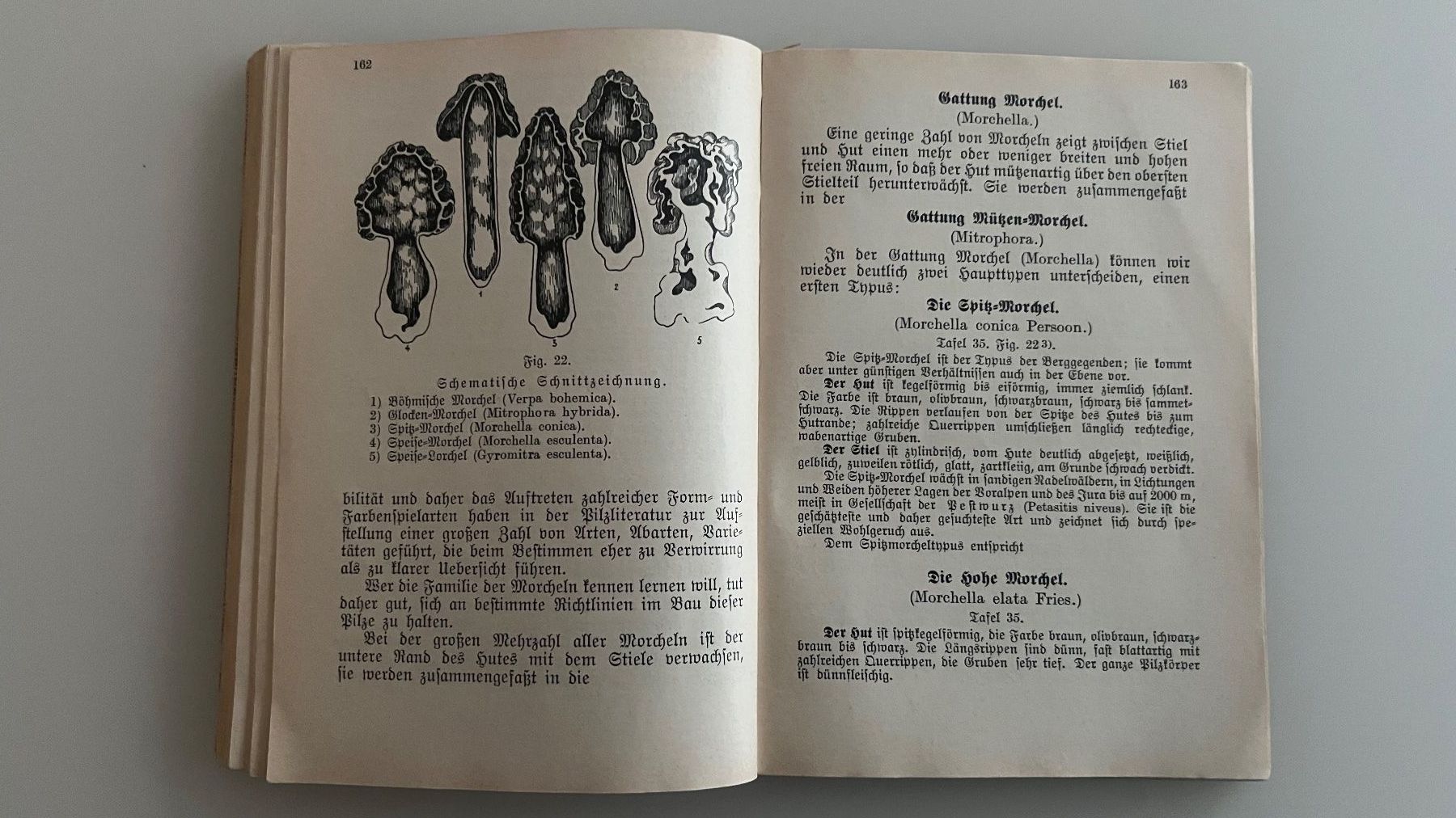 Bücher: "Schweizer Pilzbuch" von E. Habersaat – Gebraucht aus Kehrsatz von Louvitesse 3