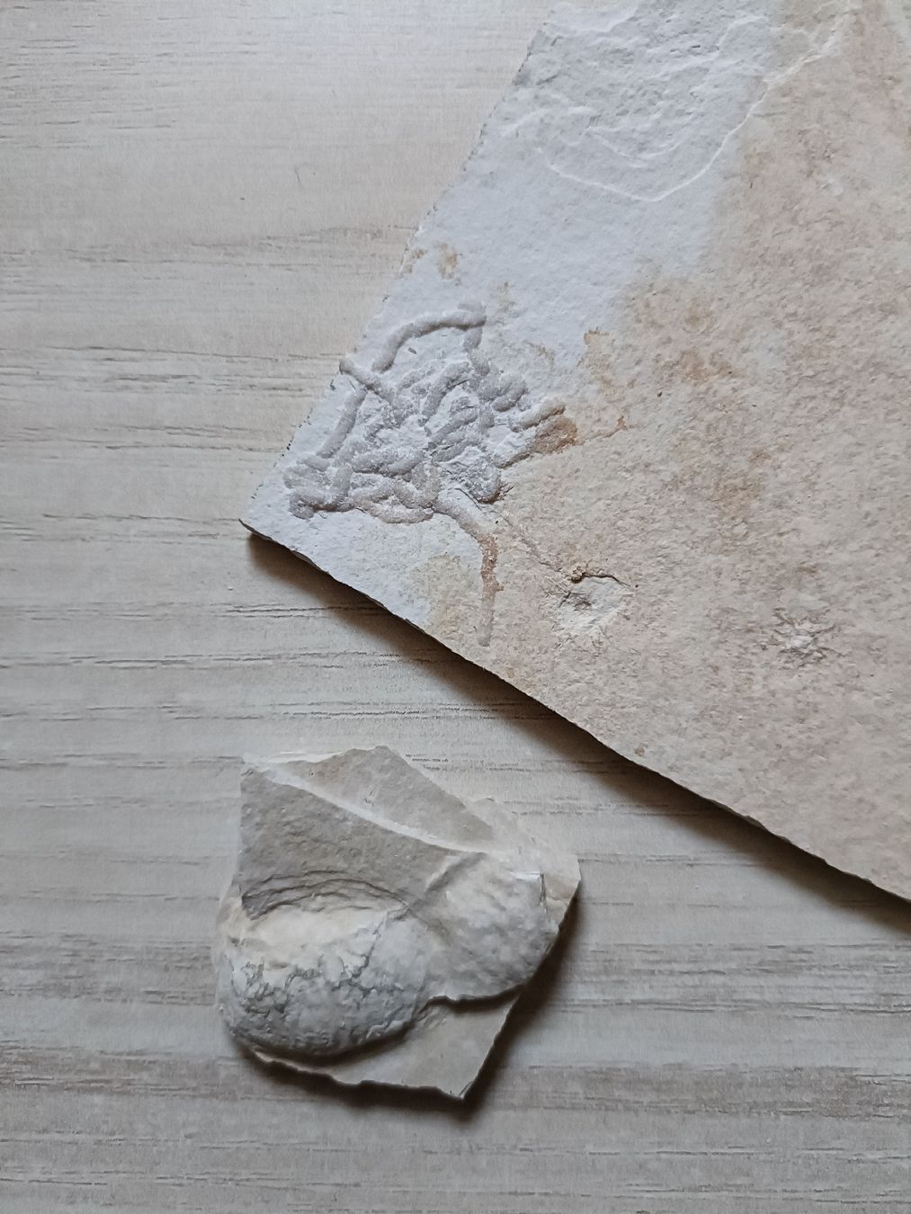 Fossili: Fossilien Sammlung von Solnhofen, DE – Usato da Baden venduto da mar_zhd9 8