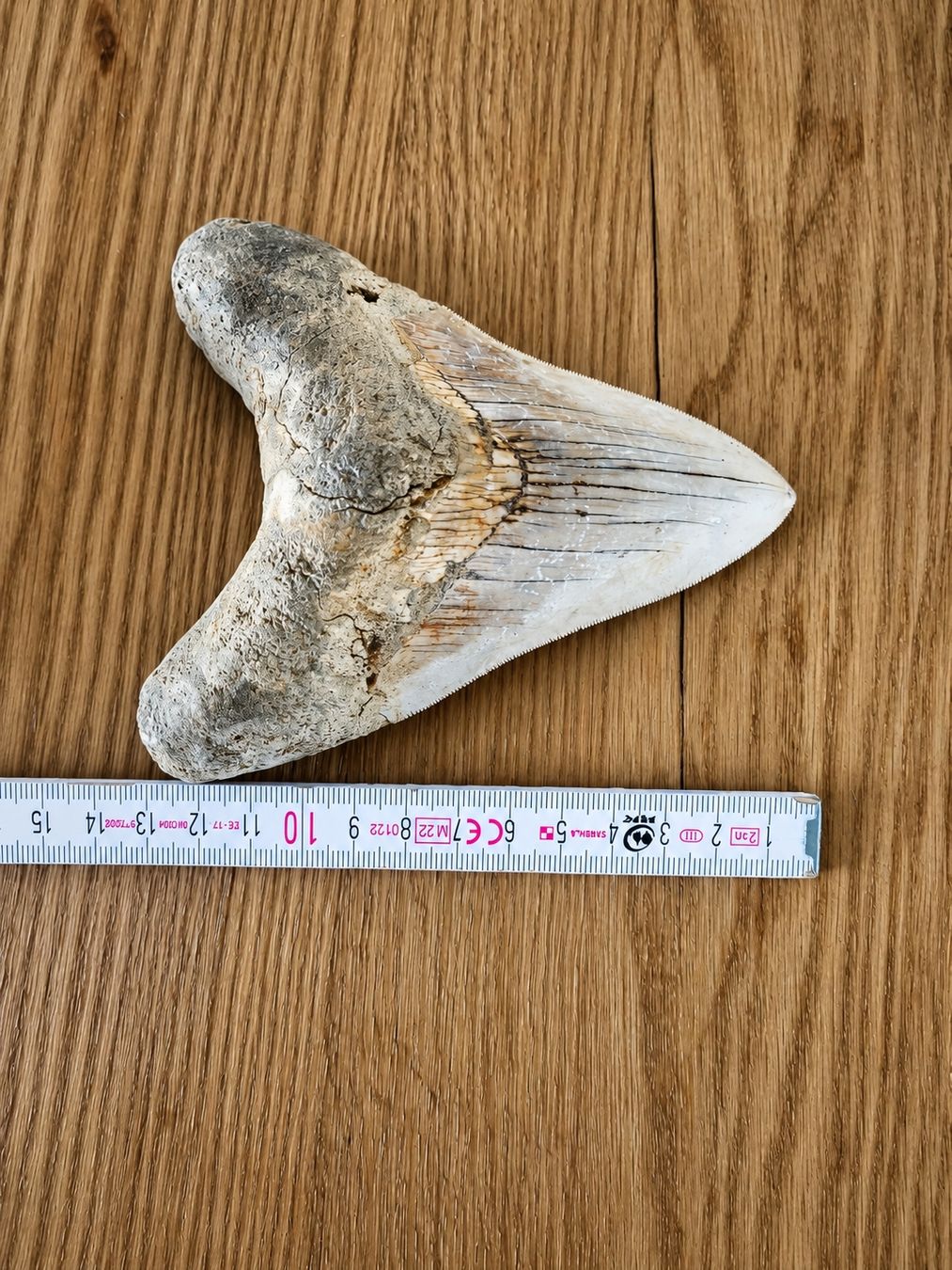 Fossili: Fossiler Megalodon Zahn 13cm – Usato da Frauenfeld venduto da Jannicstrc 1
