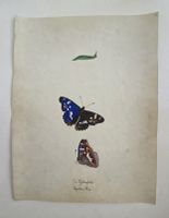 Schmetterling Buch lose Orig. Aquarell/Gouache 19.h  32x24cm
