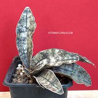 Sansevieria Kirkii Pulchra Coppertone - Kupfer farbig