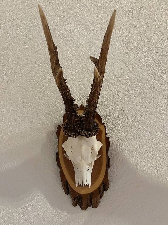 Il mondo degli animali: Rehgeweih, Rehtrophäe, Wandekoration – Usato da Stein venduto da mungg_1 1