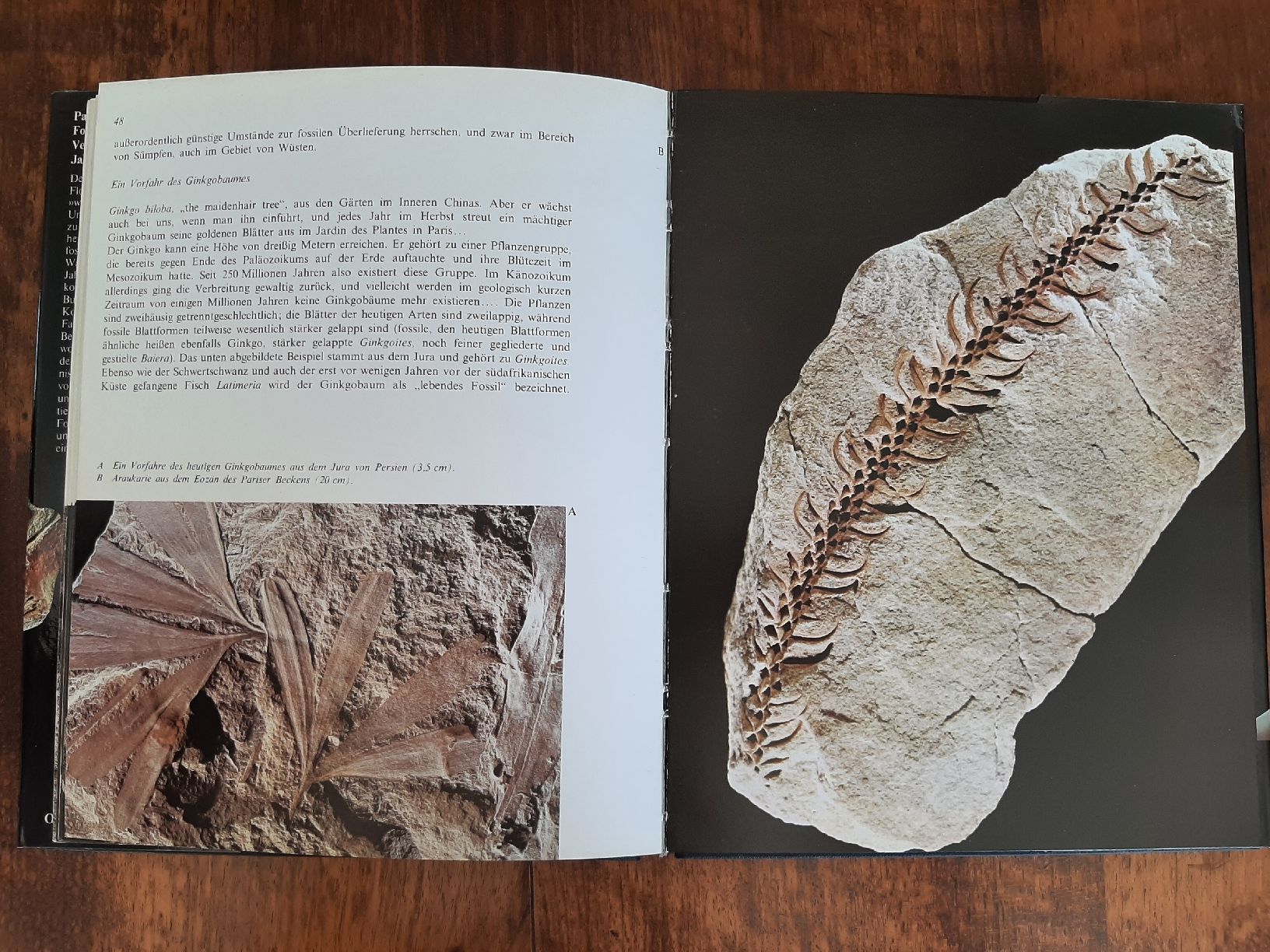 Libri: Buch Fossilien – Usato da Rickenbach BL venduto da Oktober68 4