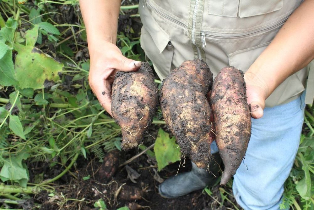 YACON Poire de terre sucrée PLANT Kaufen auf Ricardo