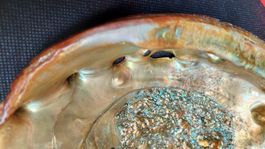 Paua Muschel Schale Seeopal Abalone 15 cm / Gewicht 417 gr.