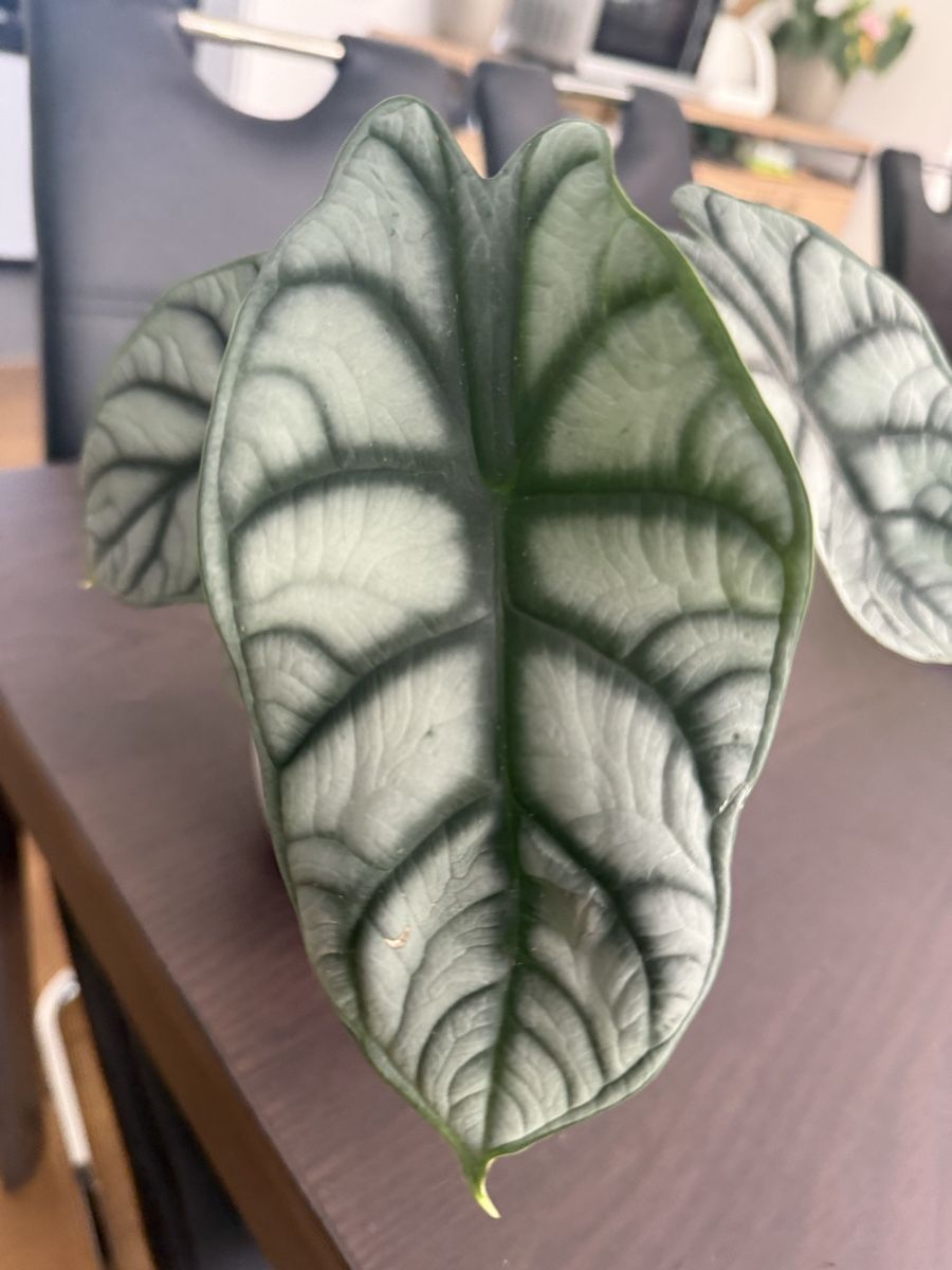 Piante & sementi: Alocasia Silver Dragon Rhizom – Nuovo (secondo la descrizione) da Oftringen venduto da sar_5sgb