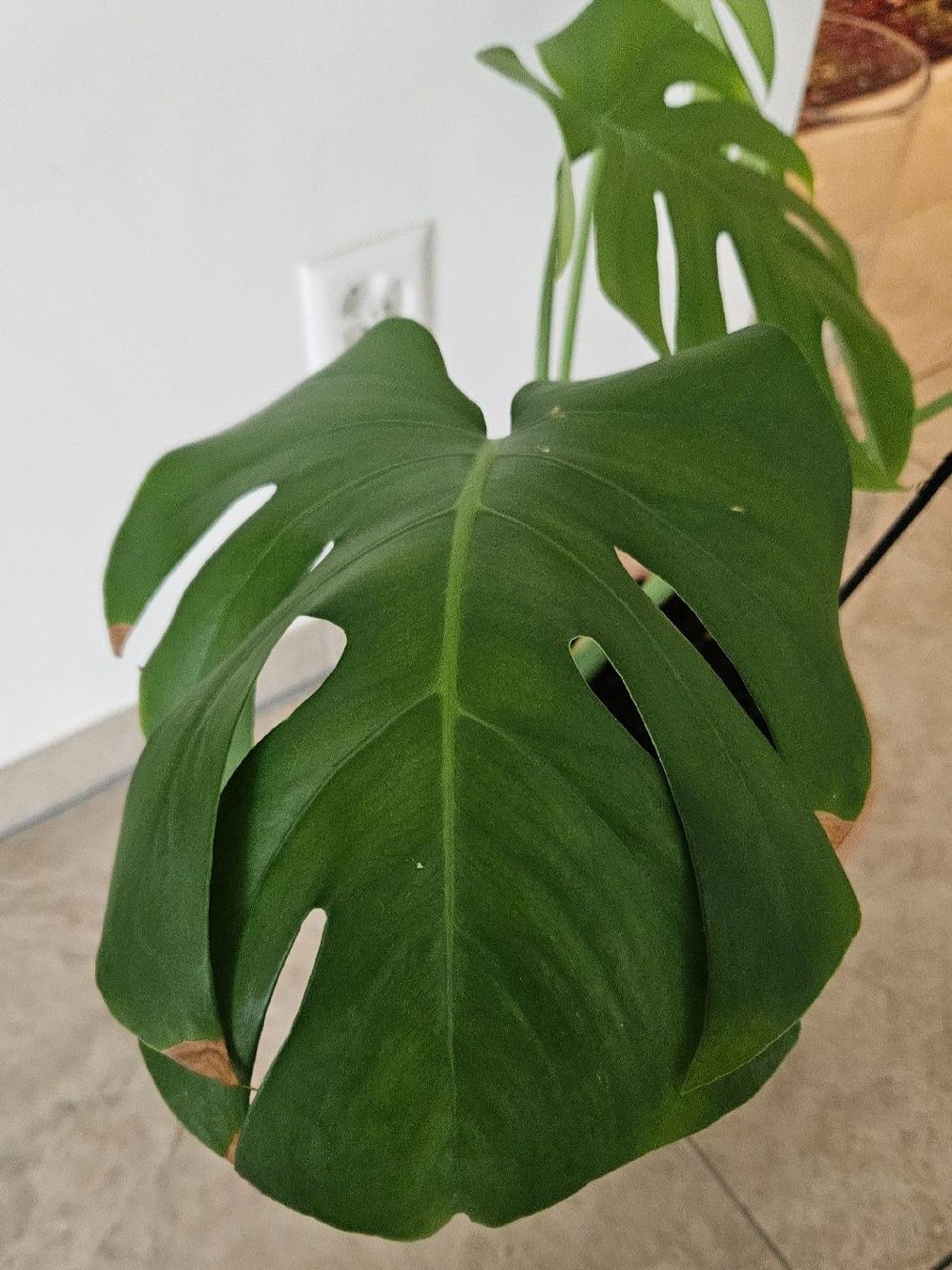 Piante & sementi: Monstera Deliciosa inkl. Terrakottatopf – Usato da Schaan venduto da car_wrv2 3