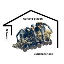 Profile image of VS_Auffang