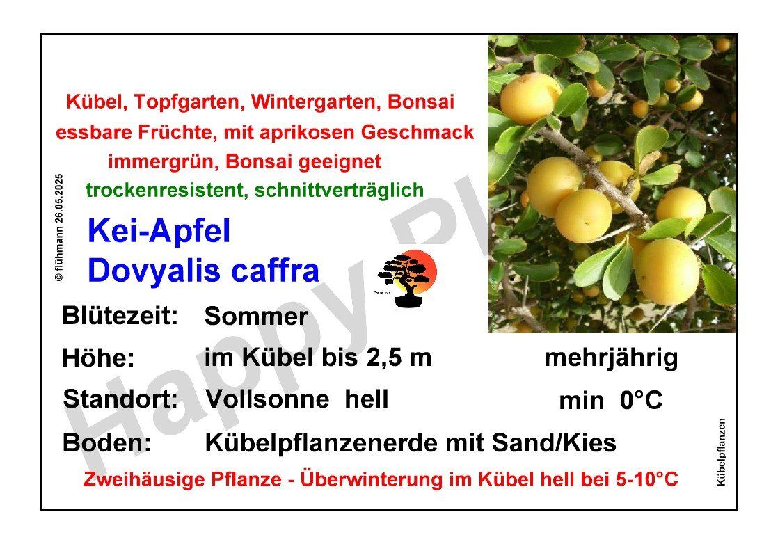 Pflanzen & Samen: Kei-Apfel - Dovyalis caffra - 3 Pflanzen – Neu und originalverpackt aus Sumiswald von Cham14558 4