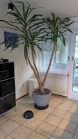 Yucca-Jürgen sucht ein neues Zuhause