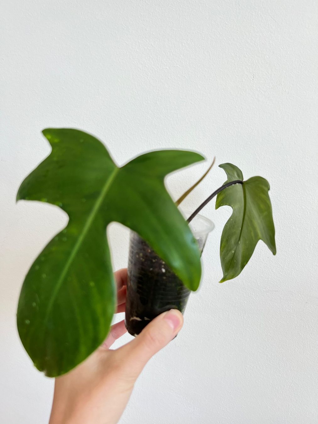 Piante & sementi: Philodendron Florida💚 – Usato da Glattpark(Opfikon) venduto da ste_n99y 3