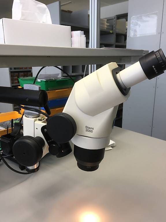 Zeiss Microscopi: Zeiss Mikroskop Stemi 2000 – Usato da Zürich venduto da rapido06 1