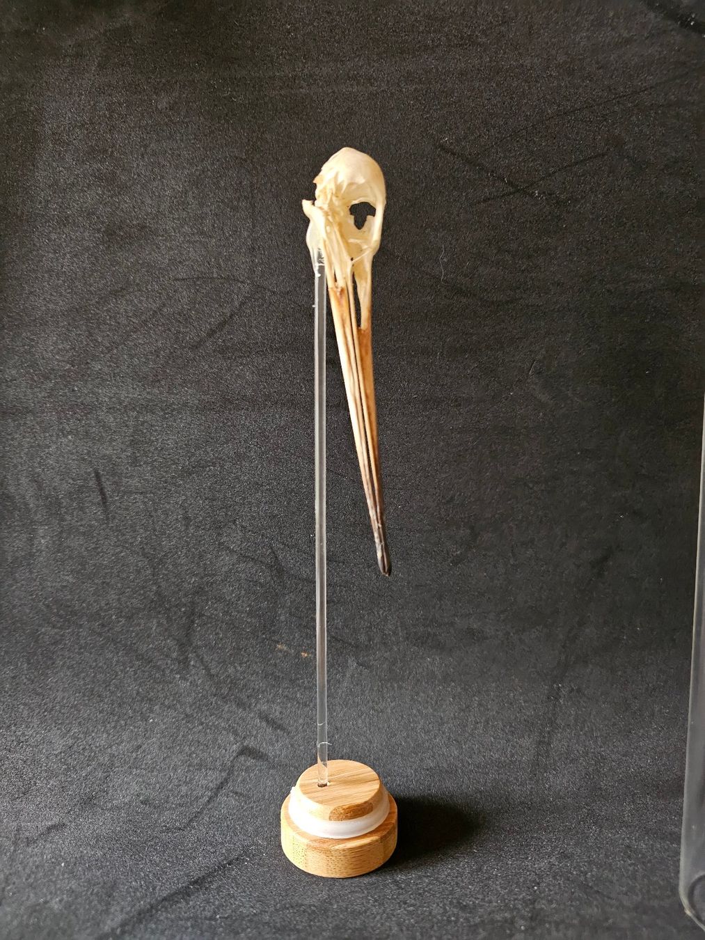 Welt der Tiere: Crane de barge à queue noire sous cloche – Neu (gemäss Beschreibung) aus Vaulion von sambigben