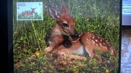 WWF nied. Antillen 1992 Weisswedelhirsch Satz Maximumkarten