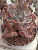 Echeveria Beyonce Variegated 2 – seltene Sukkulente 15–20 cm