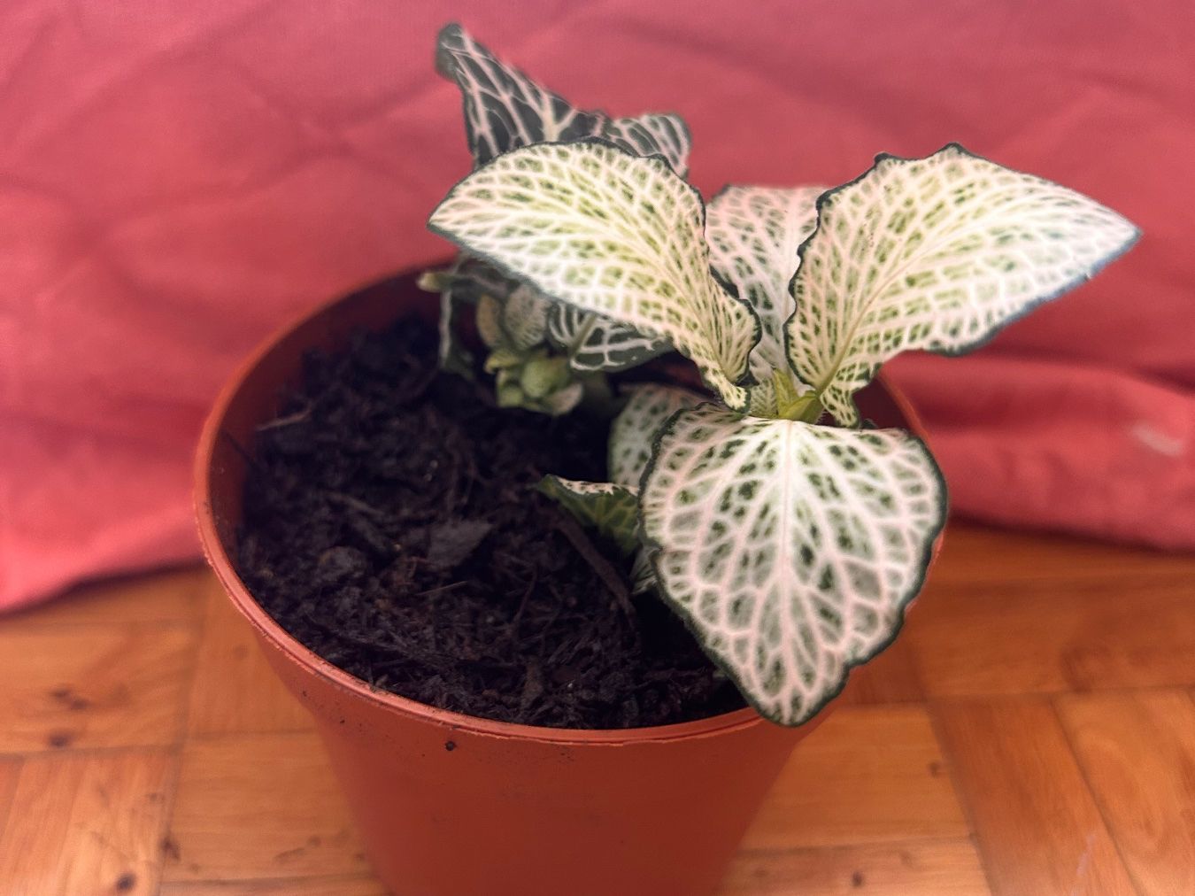 Piante & sementi: Fittonia 🌱 – Usato da Zürich venduto da -Pflaenzlilade