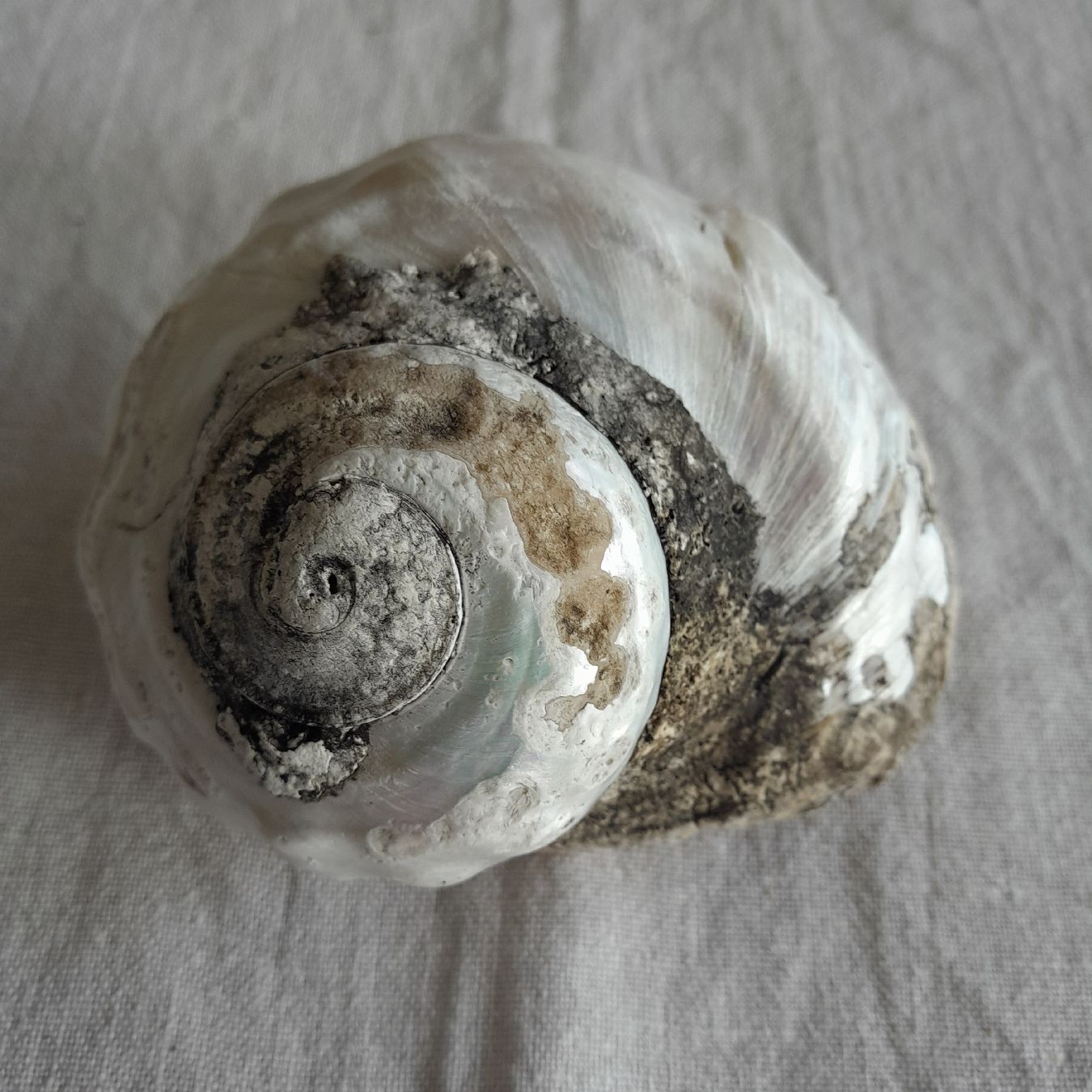 Fossilien: 2er Set, grosse Perlmutt Turbo-Schnecken – Gebraucht aus Knutwil von Kompex 5