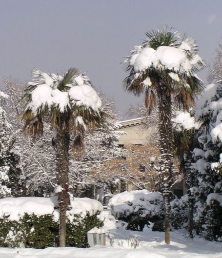 20 SAMEN VON TESSINER PALME WINTERFEST Kaufen auf Ricardo