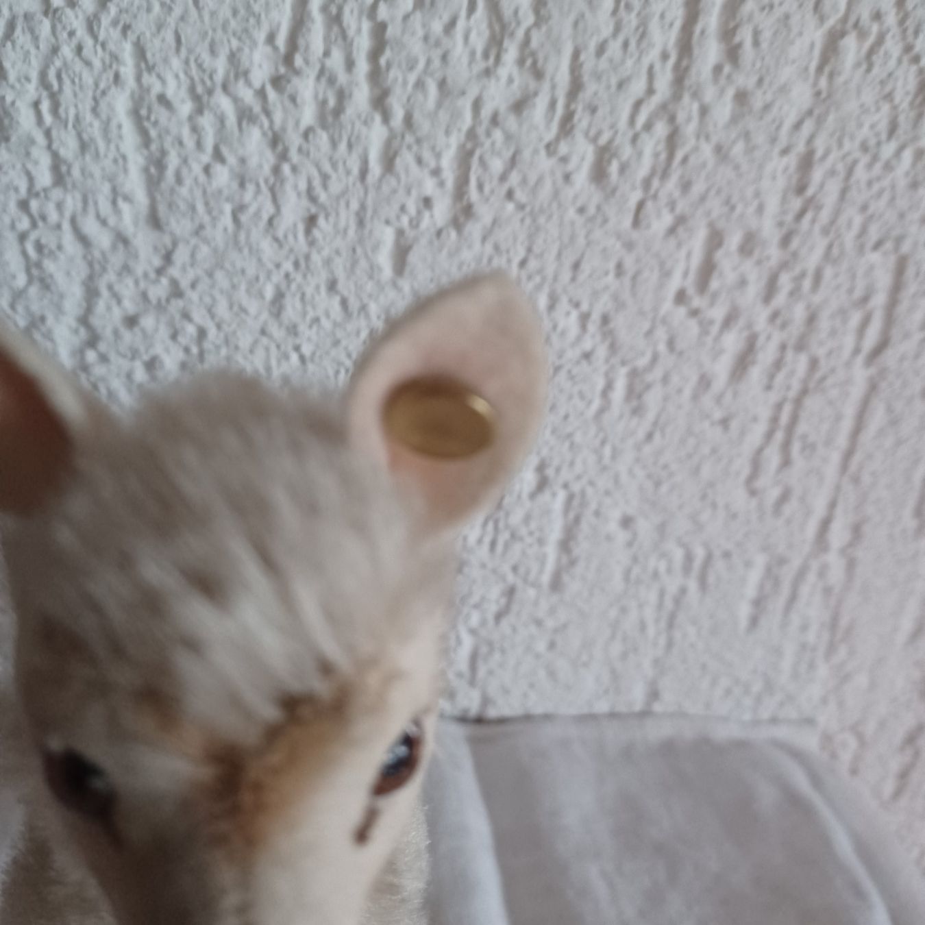 Steiff Giocattoli: herziges Lama von Steiff 17 cm gross – Usato da Abtwil SG venduto da luupsy 3