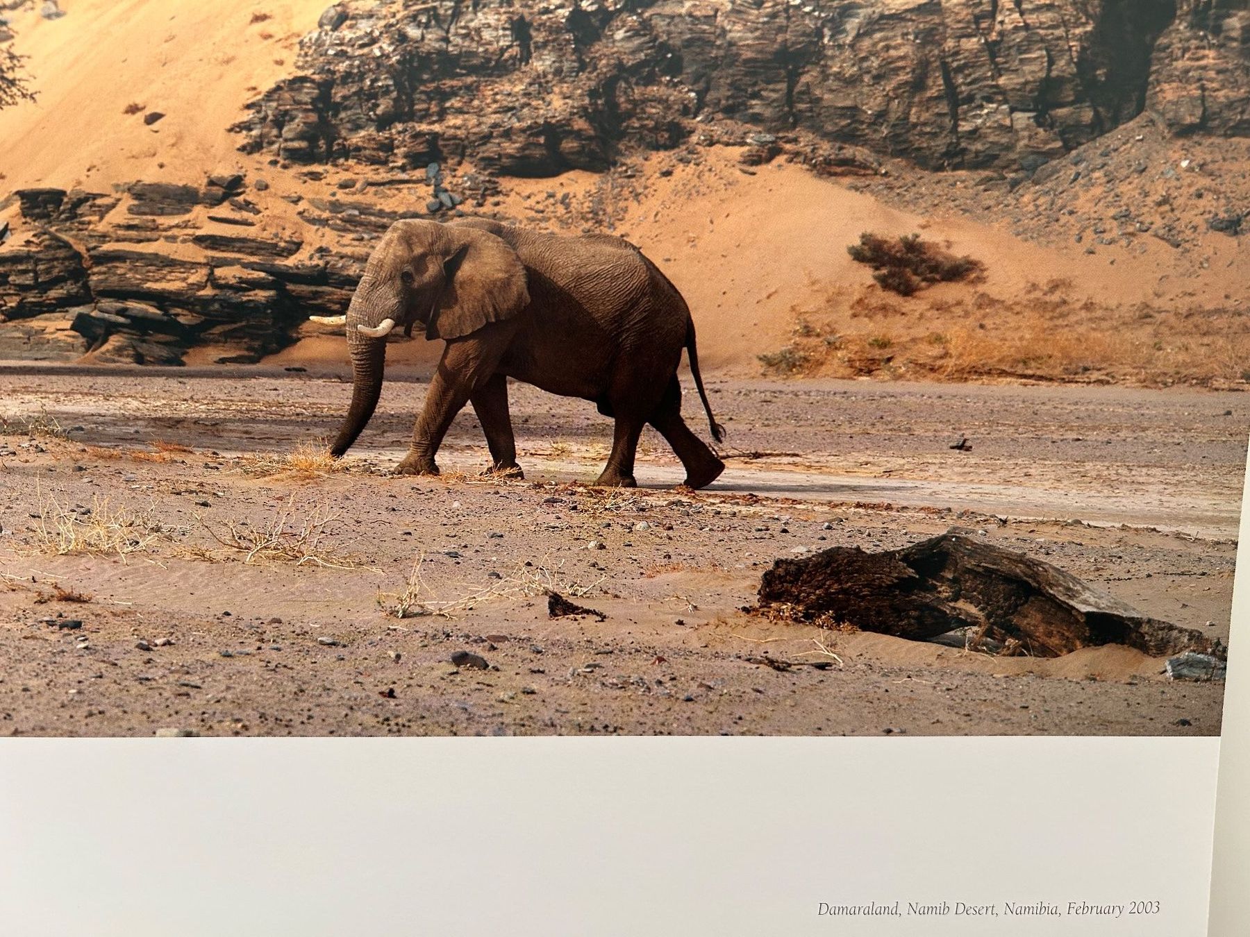 Libri: The natural World - Thomas D. Mangelsen – Usato da Pfäffikon ZH venduto da Wacardo 4