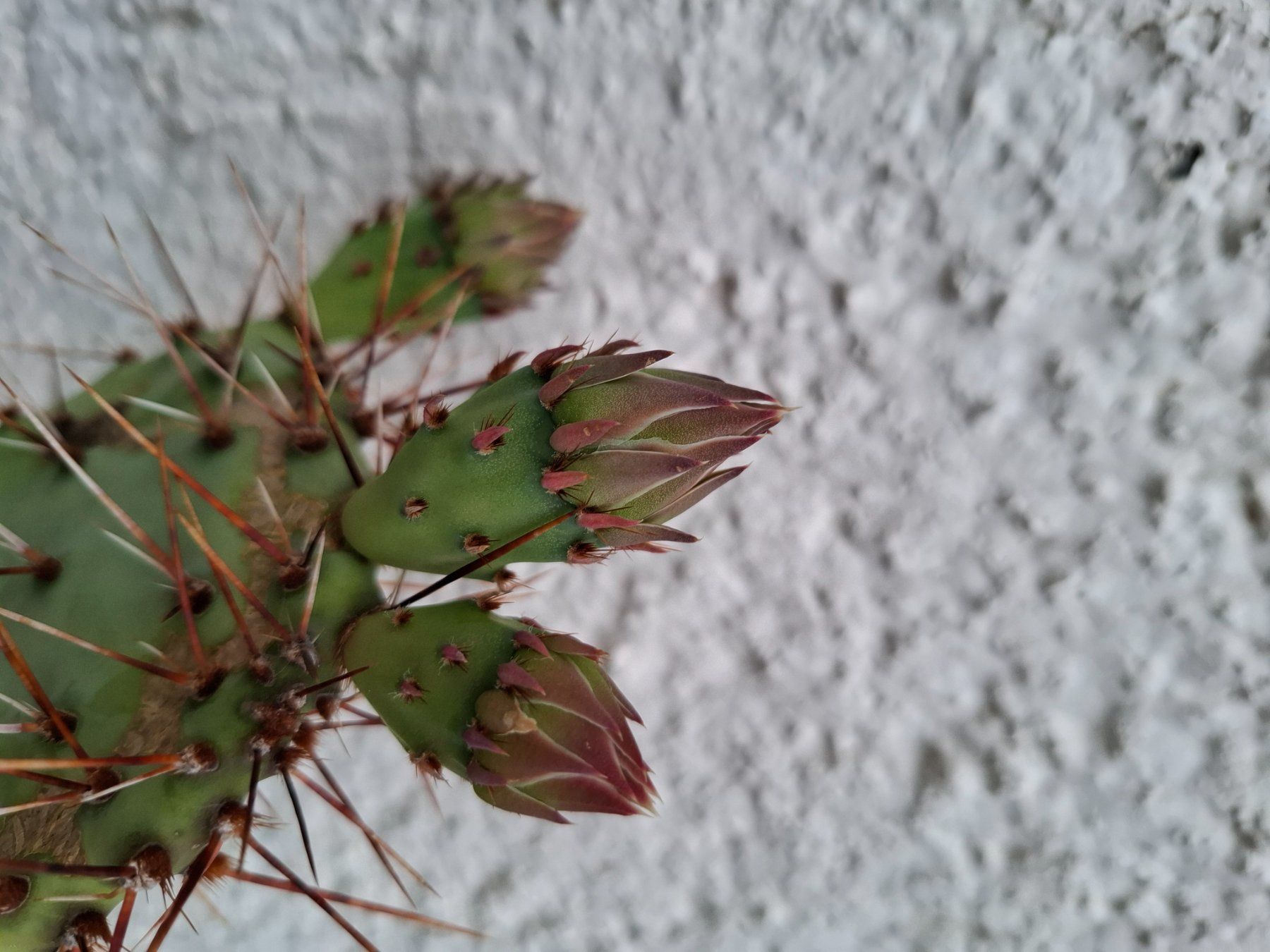 Plantes & graines: Winterharte Kaktus blühend – D'occasion à Zeihen par P_B4 3