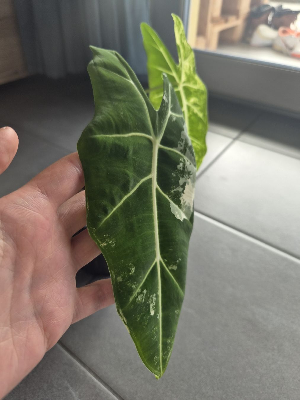 Piante & sementi: Grosse Alocasia Frydek Variegata – Nuovo e nell'imballaggio originale da Aarburg venduto da lau_jtf8