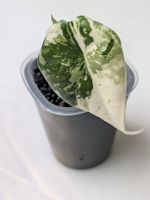 🌱 Alocasia Maharani Albo