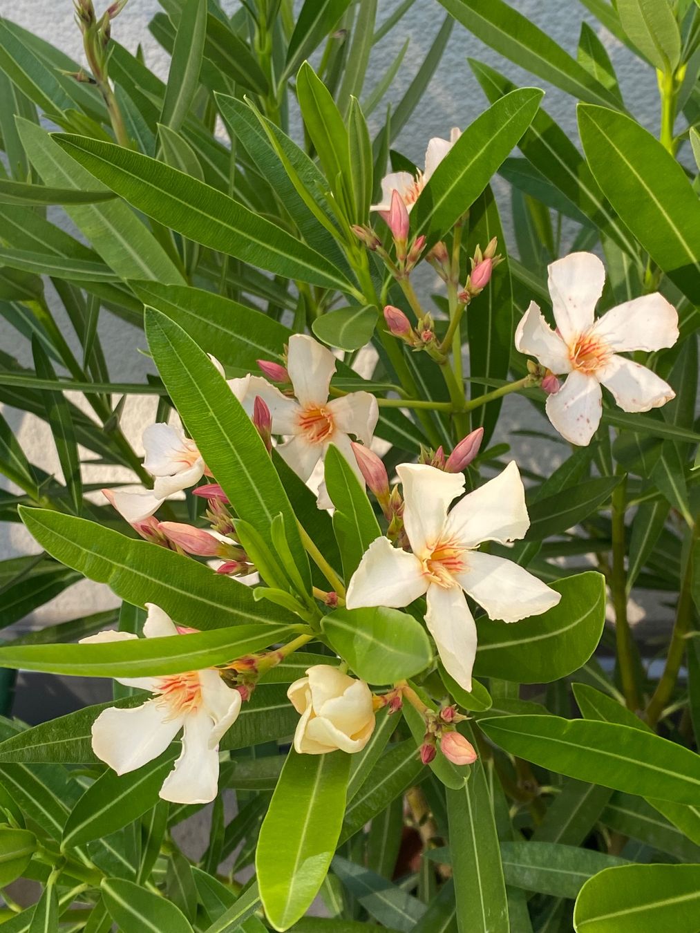 Piante & sementi: Oleander gelb, Höhe 95 cm – Nuovo (secondo la descrizione) da Alchenflüh venduto da smart- 1