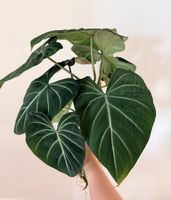 Philodendron Gloriosum cuttings