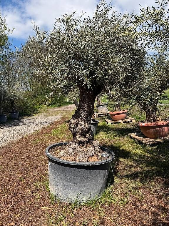 Piante & sementi: Olivenbaum "Olea Europea 6 – Usato da Zuckenriet venduto da Thur_Plant 1