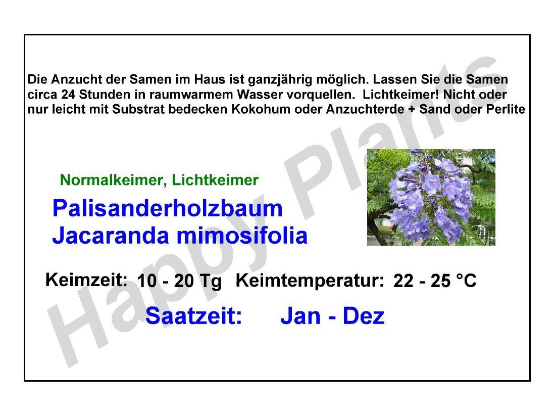 Piante & sementi: Palisanderholzbaum - Jacaranda mimosifolia - 20 Samen – Nuovo e nell'imballaggio originale da Sumiswald venduto da Cham14558 5