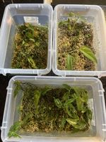 3 Boxen mit Wetsticks - Monstera Obliquas