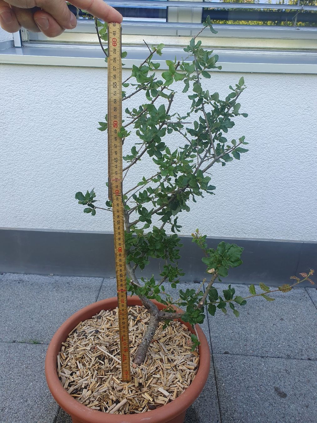 Pflanzen & Samen: Quercus suber, Korkeiche 2 Stück – Gebraucht aus Adligenswil von unterpalmen 6