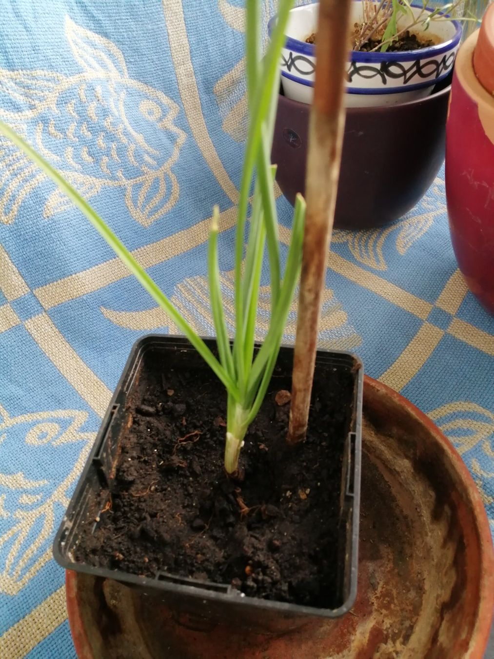 Pflanzen & Samen: Schnittknoblauch – Gebraucht aus Windisch von mer_6cjk