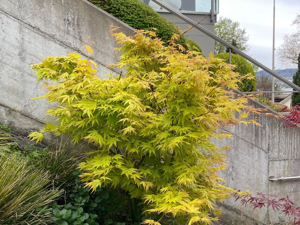 Wunderschöner grünroter jap. Ahorn 120 x 120 Kaufen auf Ricardo