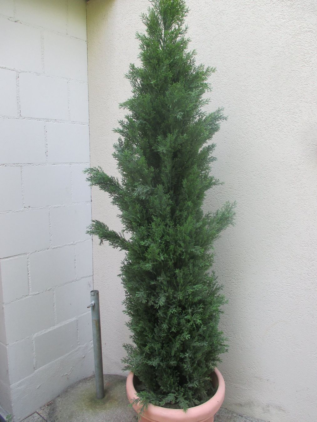 pflanzensttze blumentopf Pflanzenhalter Lift + Hortensia 30 Weiss