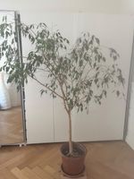 Grand Ficus benjamina, Zimmerpflanze