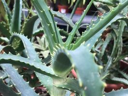 50 cm ↕️ INDOOR “ALOE  ARBORESCENT ”