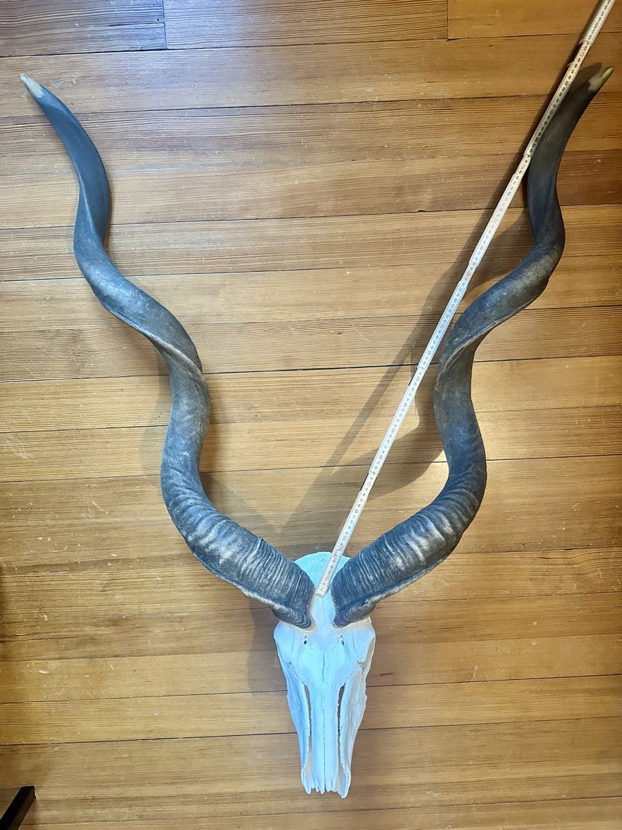 Altre raccolte & rarità: Kapitale Kudu Trophäe – Usato da Wallisellen venduto da andenmdd 3