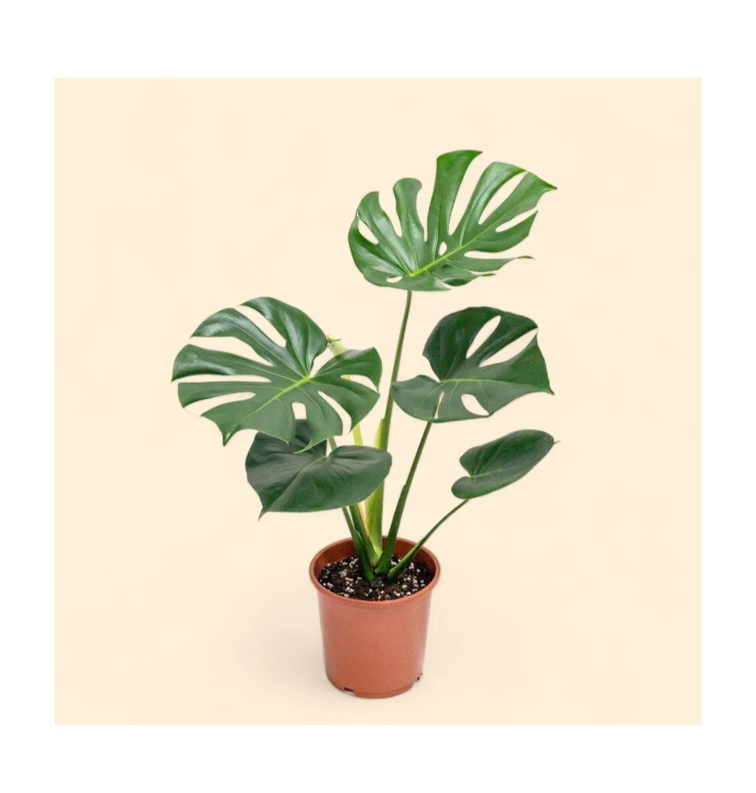 Piante & sementi: petites monstera deliciosa – Usato da Onex venduto da viv_72hm 5
