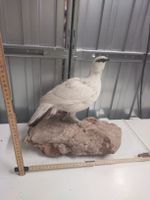 Schneehuhn präpariert auf Stein, schöne Winterdeko!