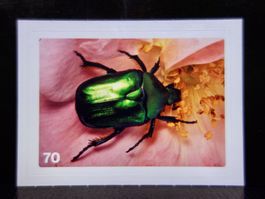 MIGROS MANIA Nature Detectives Nr. 70