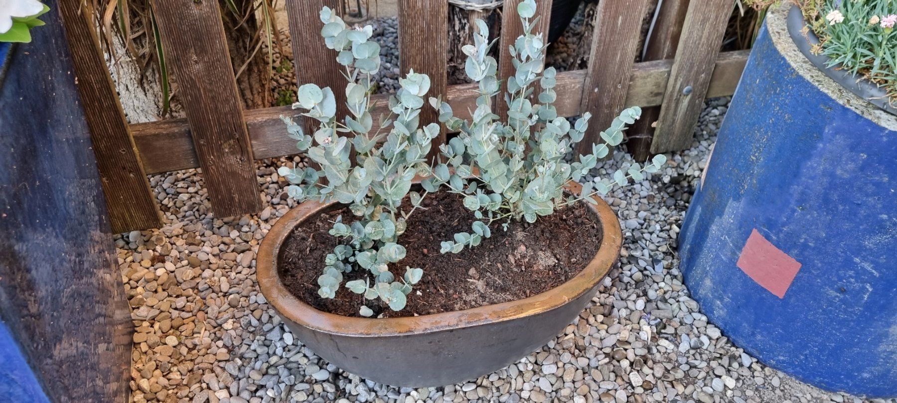 Piante & sementi: 2 Eukalyptus Pflanzen in ovalem Angebot 1 – Usato da egliswil venduto da Maggy6