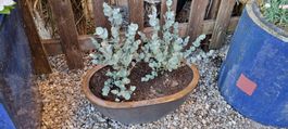2 Eukalyptus Pflanzen in ovalem Angebot 1