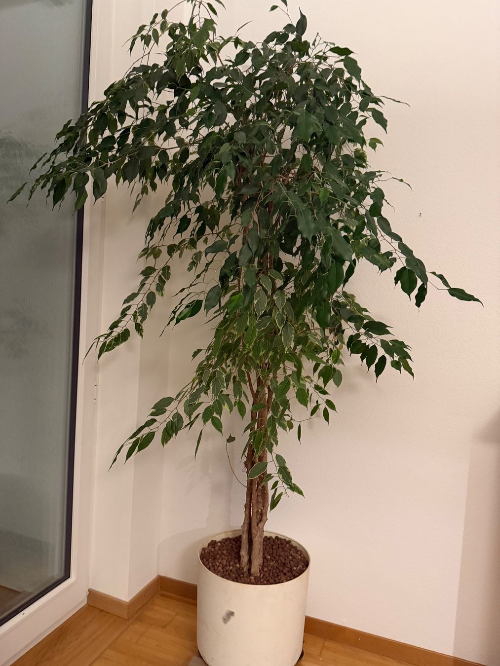 Piante & sementi: Ficus Benjamina Danielle komb.  mit Ficus Benjamina Twilight – Usato da Bern venduto da Baron010 1